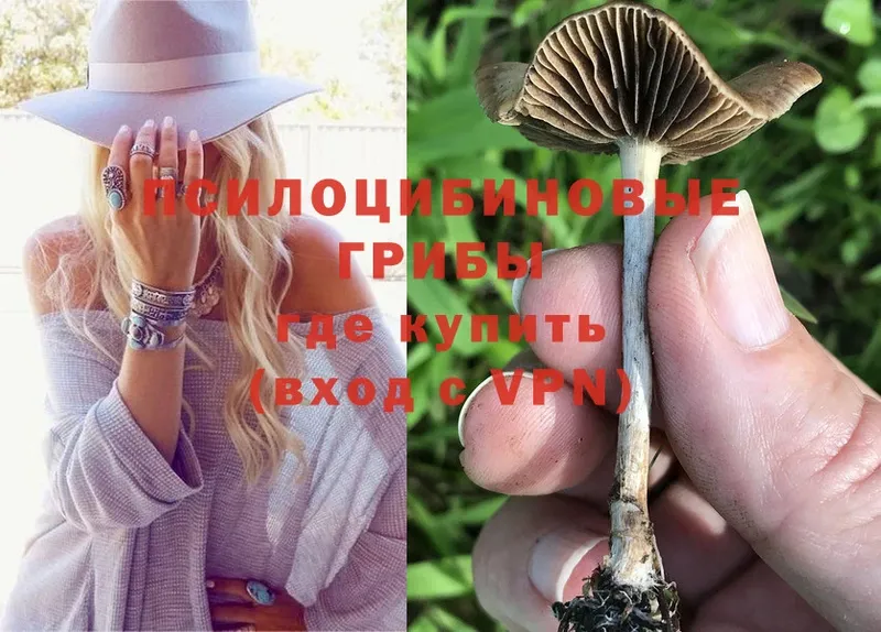 продажа наркотиков  Череповец  Галлюциногенные грибы Psilocybine cubensis 